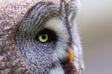 Vahşi doğada büyük gri baykuş 