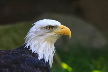 Kel kartal, yakın plan portre