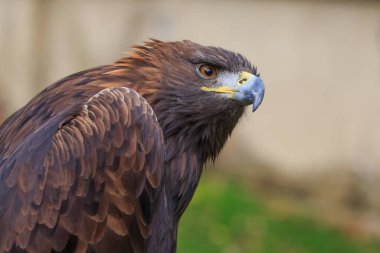 Bulanık arkaplan ile Altın Kartal yakın çekim