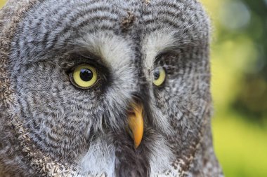 Vahşi doğada büyük gri baykuş 