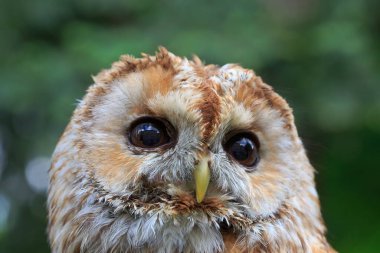 Tawny baykuşunun detaylı görüntüsü