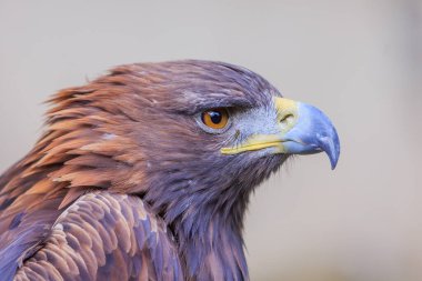 Dişi altın kartal portresi