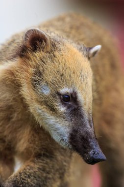 a closeup shot of a cute meerkat on a blurred background