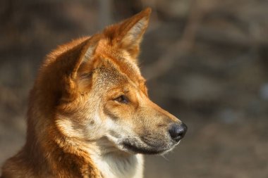 Wild dingo dog, closeup portrait clipart