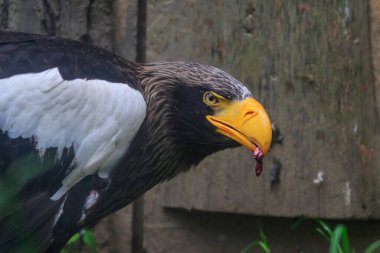 Doğu Kartalı 'nın portresi. Yaklaş.