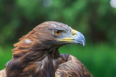 Dişi altın kartal portresi