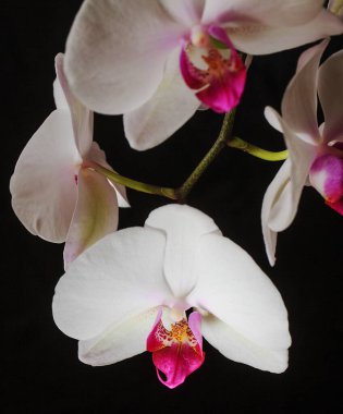 Ayrıntılı beyaz orkide, yakın plan