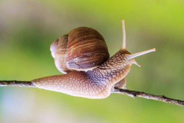 Salyangoz dalda, yakın plan.