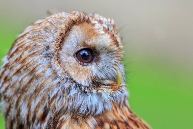 Tawny baykuşunun detaylı görüntüsü