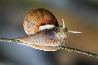 Salyangoz dalda, yakın plan.