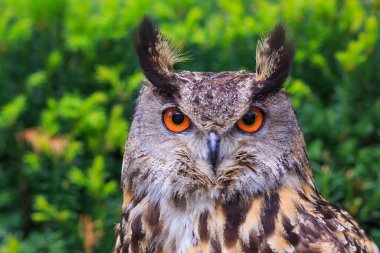 Eurasian eagle-owl portrait, daytime shot at wild nature 