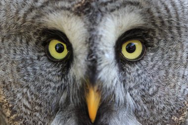 Vahşi doğada büyük gri baykuş 