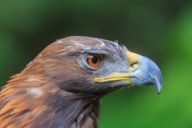 Dişi altın kartal portresi