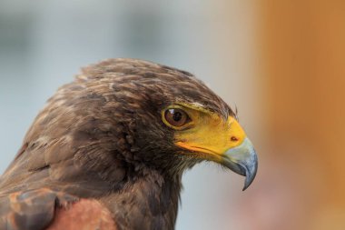 Golden eagle, closeup shot with blurred background