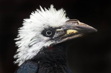bir boynuz gagasının portresini kapat 