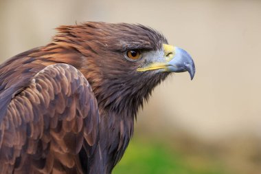 Bulanık arkaplan ile Altın Kartal yakın çekim