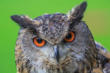 Avrasya kartalı-baykuş portresi, vahşi doğaya gündüz fotoğrafı. 