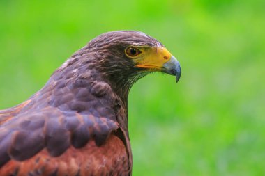 eagle in the wild, bird