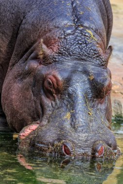 Suaygırı suda amfibi, vahşi yaşam