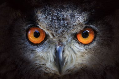 bird, fauna, owl, close up
