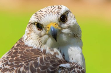 Melez Saker Falcon ve Gyrfalcon portresi