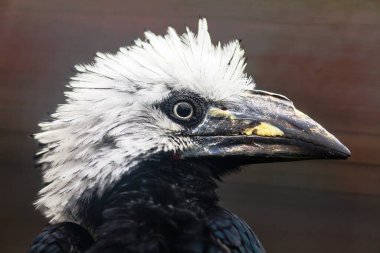 bir boynuz gagasının portresini kapat 