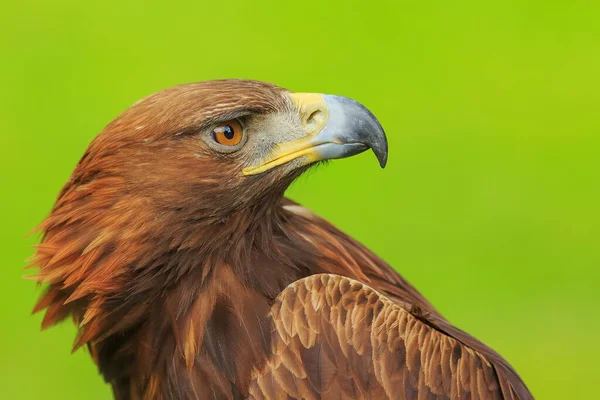 Vrouwelijke Gouden Adelaar Met Groene Achtergrond — Stockfoto