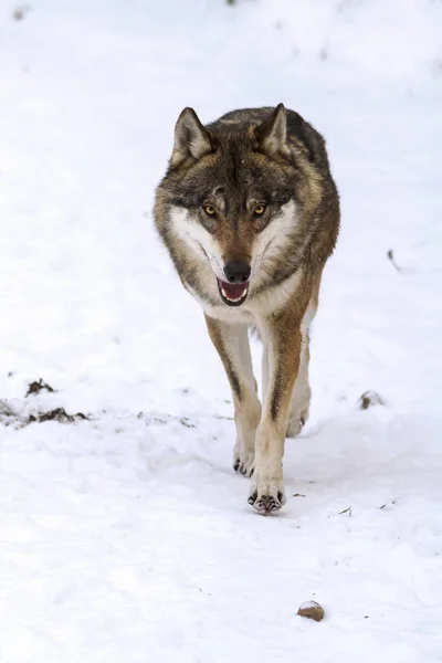 Grey Wolf Forest Wild Nature —  Fotos de Stock