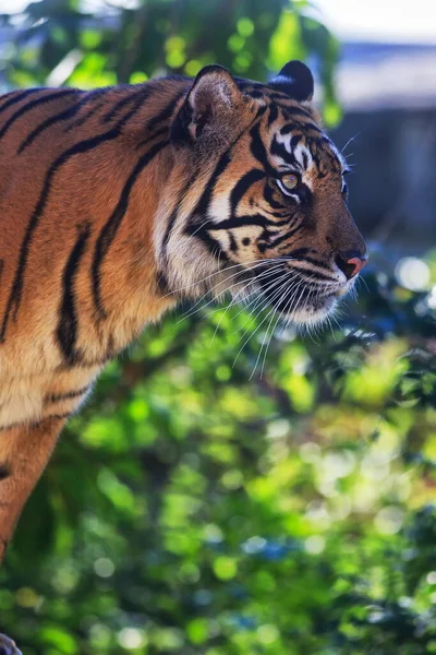 Porträtt Vuxen Tiger Djurpark Dagtid — Stockfoto