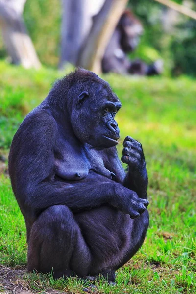 Ritratto Gorilla Adulto Allo Zoo Giorno — Foto Stock