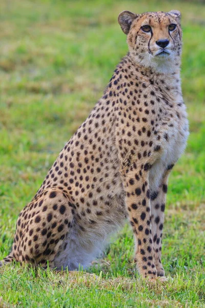 Cheetah Acinonyx Jubatus Retrato Perto — Fotografia de Stock