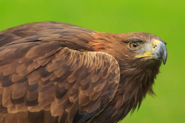 Vrouwelijke Gouden Adelaar Met Groene Achtergrond — Stockfoto