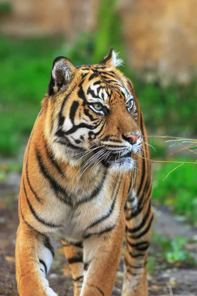 Πορτραίτο Ενήλικης Τίγρης Ζωολογικό Κήπο Την Ημέρα — Φωτογραφία Αρχείου
