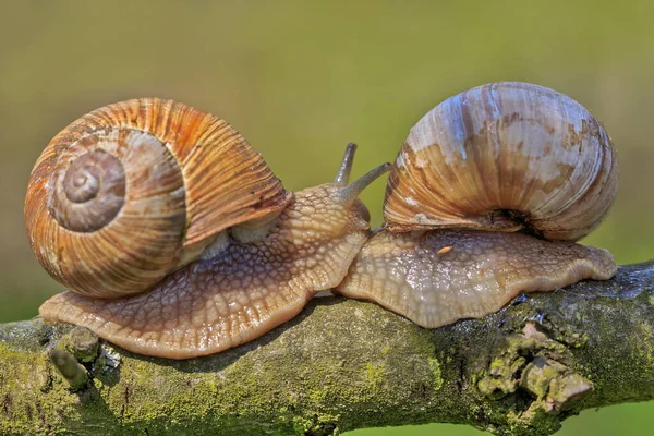 Closeup Brown Snails Tree — Stok fotoğraf