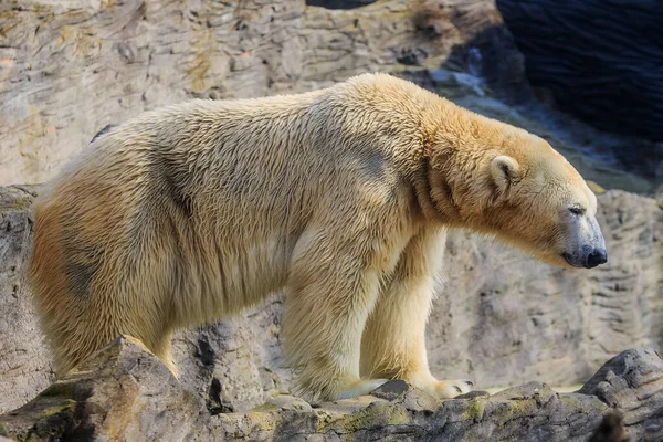 動物園のホッキョクグマは — ストック写真