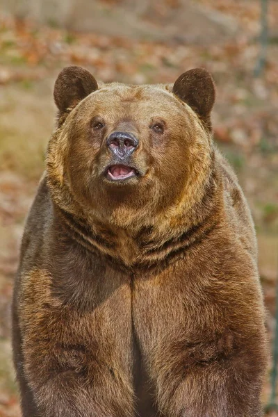 Niedźwiedź Brunatny Ursus Arctos Uchwycony Przed Kamerą Lesie — Zdjęcie stockowe