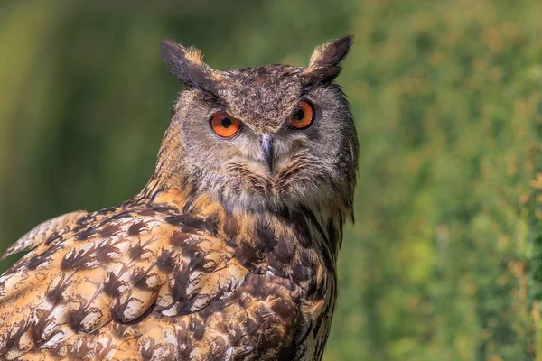 Eurasian Eagle Owl Portrait Daytime Shot Wild Nature — Foto Stock