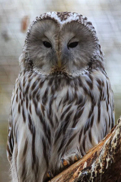 Vogel Fauna Eule Nahaufnahme — Stockfoto