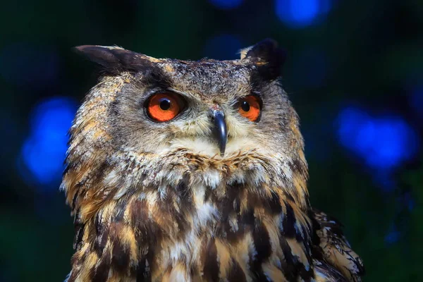 Eurasian Eagle Owl Portrait Daytime Shot Wild Nature — Fotografia de Stock