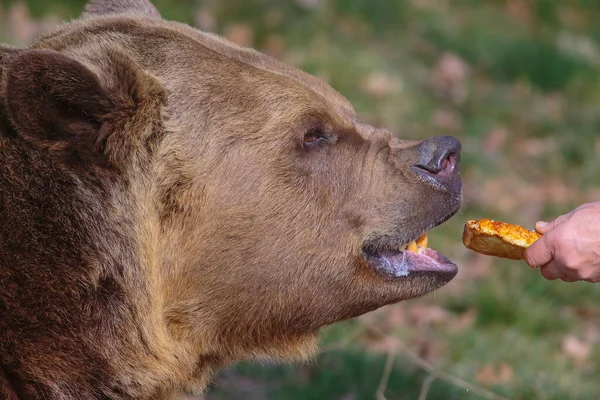 Feeding Brown Bear Ursus Arctos Animal — Stock Photo, Image