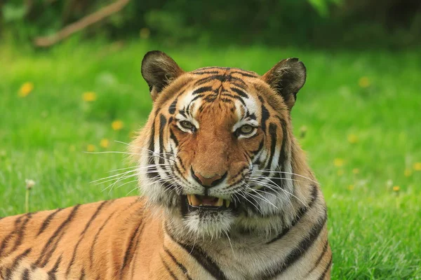 Tigre Sumatra Allo Zoo — Foto Stock