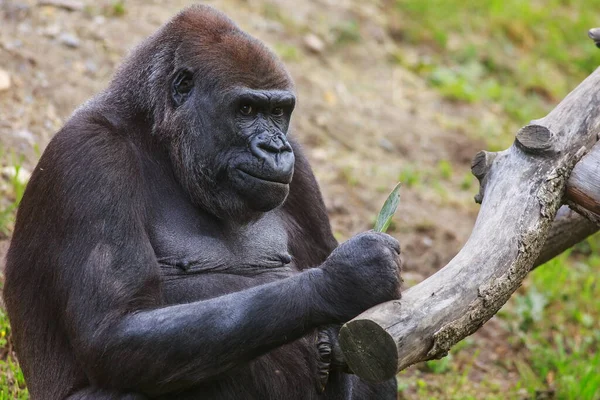 Portrait Gorille Adulte Dans Zoo Jour — Photo