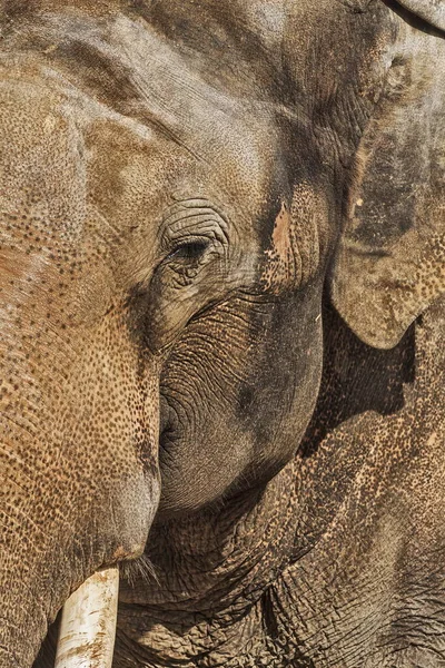 Национальный Парк Яла Шри Ланка Азиатский Слон Elephas Maximus — стоковое фото