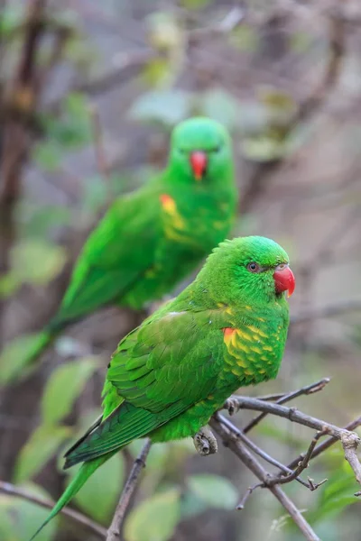 Closeup Shot Green Parrots Sitting Branch — Stock Photo, Image