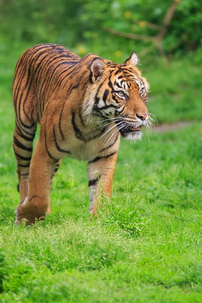 Τίγρης Σουματράν Στο Ζωολογικό Κήπο — Φωτογραφία Αρχείου