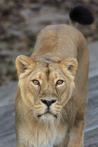背景模糊的成年母狮肖像 — 图库照片