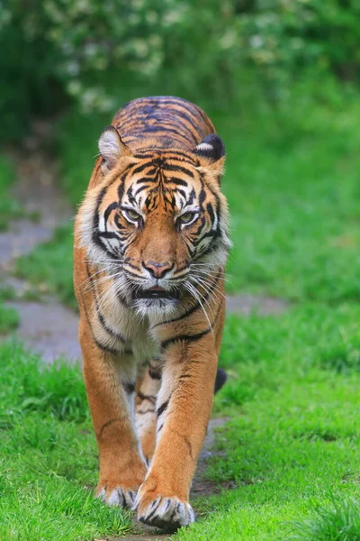 Sumatrantiger Djurparken — Stockfoto