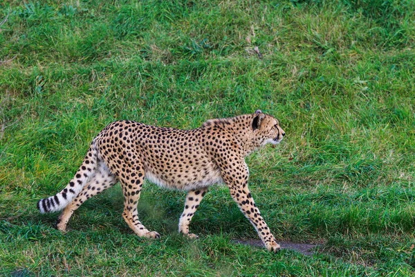 Adult Cheetah Acinonyx Jubatus Wild — Stock Photo, Image