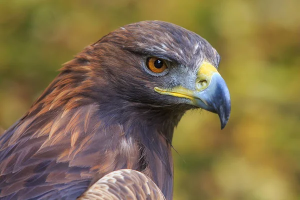 Golden Eagle Detailní Záběr Rozmazaným Pozadím — Stock fotografie