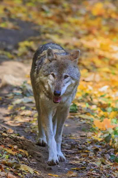 Grey Wolf Forest Wild Nature — Stock Photo, Image
